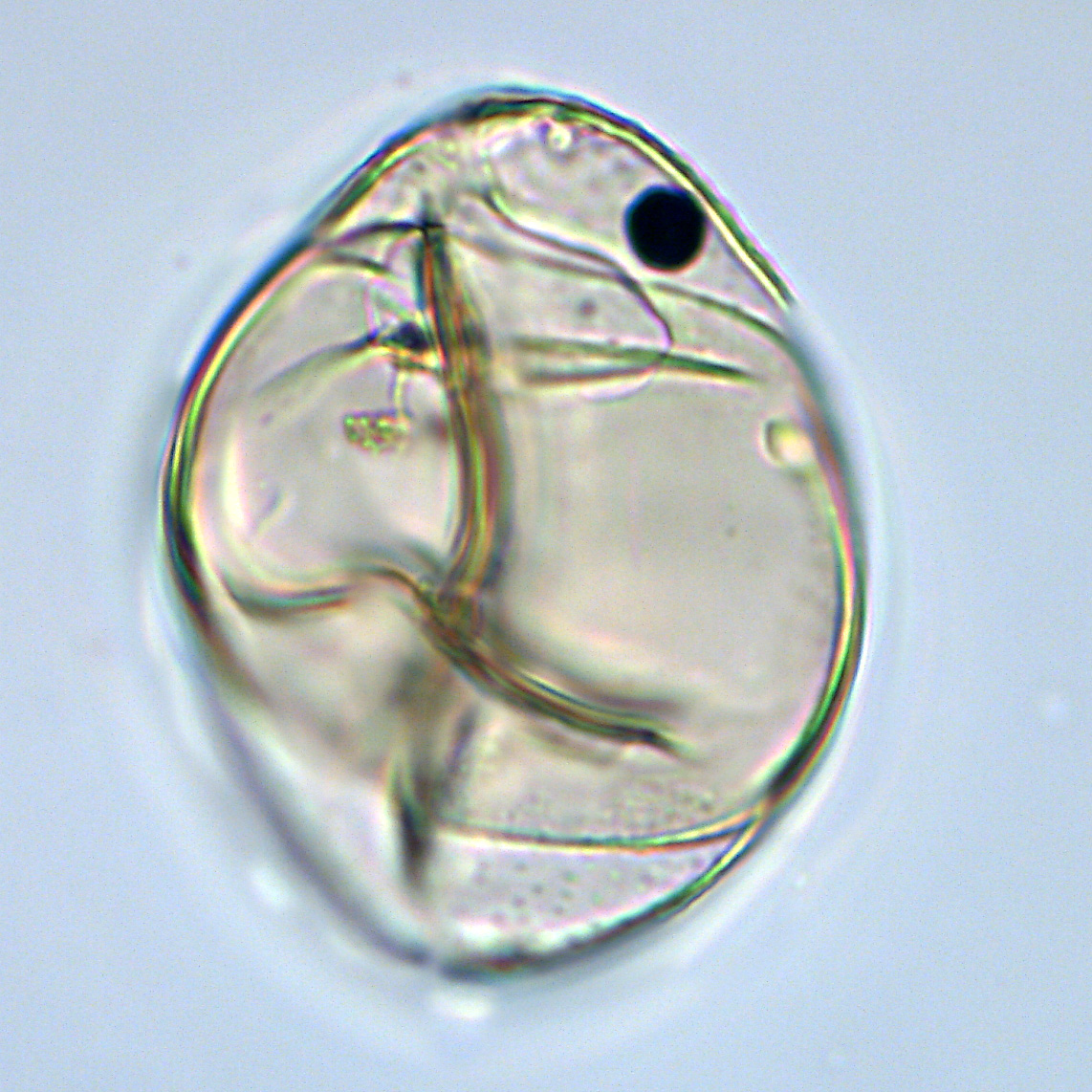 Isabelidinium cretaceum s.s., U1581-28R-6W, 106-110, sl. 1, M24-3, foto-a.jpg